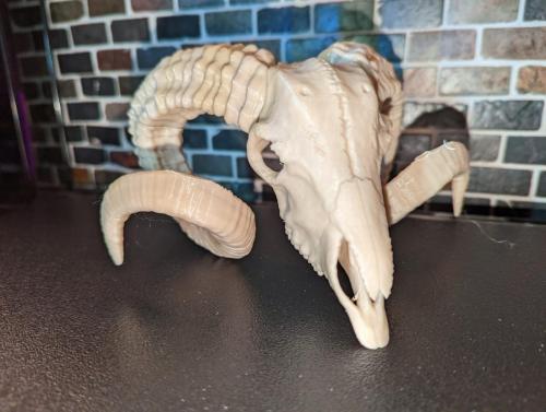 Ram's Skull For Gaming or Education