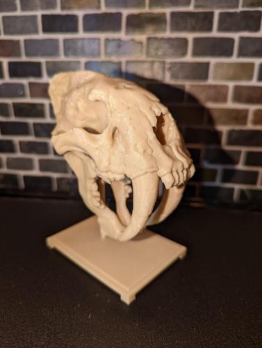 Sabre Toothed Cat Skull For Gaming or Education